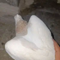 طوقی|پرنده|خرم‌آباد, |دیوار