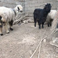 8 راس بیگ چاق|حیوانات مزرعه|شوشتر, |دیوار