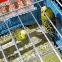 فروش دو عدد مرغ عشق فوری|پرنده|مرودشت, کوشک|دیوار