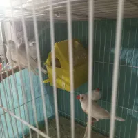 دوجفت فنچ سفید کینگ درشت  نروماده چینگ قرمز|پرنده|مشهد, مصلی (کارمندان اول)|دیوار