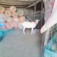 بز سانن ابستن ۳ماه