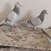 کفتر جفتگاه پرشی