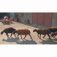 بره ماده همو و هترو