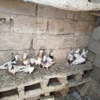 دسته کبوتر|پرنده|شیراز, شهرک مهدی‌آباد|دیوار