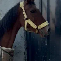 مادیان ۶به ۷و کره