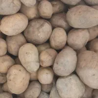 سیب زمینی بذری سیفرا 402