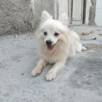 سگ پ|سگ|بندرلنگه, |دیوار
