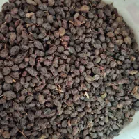 کشمش افتابی