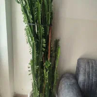 کاکتوس غول آسا فقط۶میلیون