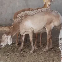 ۲راس‌میش‌قوندوزی‌۳۶بره‌هاکیلوهمه‌نرمیشهاجوان‌ابست|حیوانات مزرعه|تربت جام, میان جام|دیوار