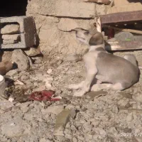 تازی|سگ|کلاترزان, |دیوار