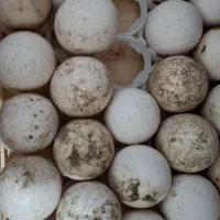 تخم بوقلمون