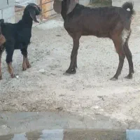 بز پاکستانی