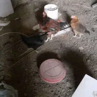 مرغ خروس ۶ ماهه|حیوانات مزرعه|مشهد, امیرآباد|دیوار