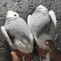 کبوتر کفتر طوقی رنگی پرشی