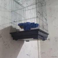 قفس کاسکویی