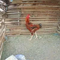 1سالش