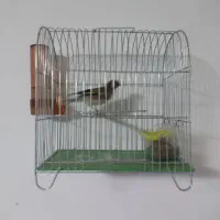 سهره  جوجه قفس|پرنده|کرمانشاه, |دیوار