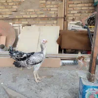 مرغ و خروس و جوجه و نوچه فروشی حراج|حیوانات مزرعه|زاهدان, |دیوار