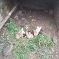 خرگوش جوان نر و ماده|موش و خرگوش|رحیم‌آباد, |دیوار