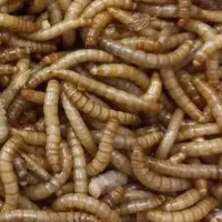 میلورم و سوپرورم آموزش و تجهیزات و تولیدات|خزنده|خمینیشهر, |دیوار