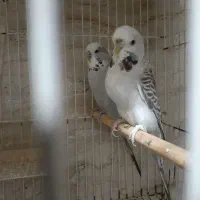 مرغ عشق خوش رنگ انگلیسی