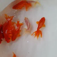 فروش انواع ماهی قرمز  گلفیش سه دم  ارسال همه شهرها