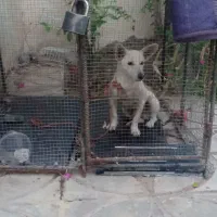 سگ پاکوتاه شیواوا|سگ|بم, |دیوار