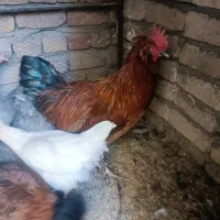 خروس درشت جهت قربانی