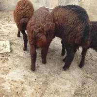 5راس نربره