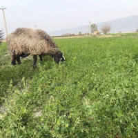 شیشک و میش داشتی|حیوانات مزرعه|فیروزآباد (فارس), |دیوار