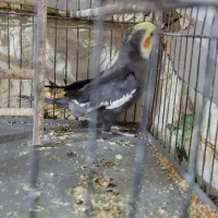 جفت عروس هلندی