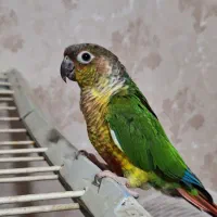 گرینچیک اهلی وسخنگو