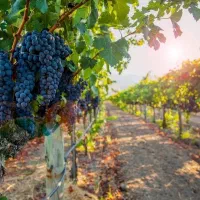 فروش نهال انگور ترکمن ۴|خدمات باغبانی و درختکاری|میاندوآب, |دیوار