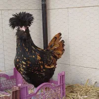 تخم مرغ نطفه دار نژاد پولند|حیوانات مزرعه|قم, علی آباد سعدگان|دیوار