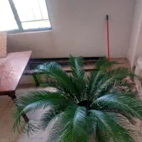 سیکاس