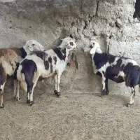 فروش دو عدد بره قوچ دوشیره و قوچ یک شیره|حیوانات مزرعه|بروجرد, |دیوار