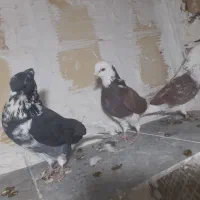 کبوتر فروشی|پرنده|شاهرود, |دیوار