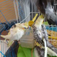 عروس هلندی معاوضه با قناری یا سهره یا گرینچیک|پرنده|چهارباغ, |دیوار