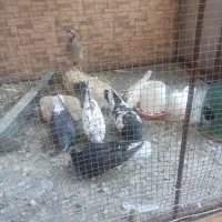 کفتر|پرنده|سیرجان, |دیوار