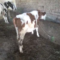 گوساله سیمینتال اصل
