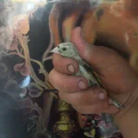 جوجه سهره درجه