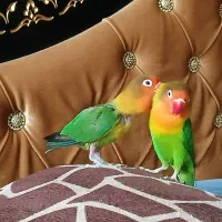 طوطی برزیلی|پرنده|ارومیه, |دیوار