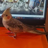 عروس هلندی گمشده گل باقالی