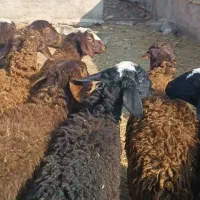 کاوربره|حیوانات مزرعه|تربت جام, مطهری|دیوار