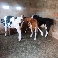 3 راس گوساله سیمینتال جنس درجه یک