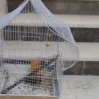 قفس کلبه ای مخصوص طوطی