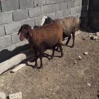 دوعددمیش افشاری