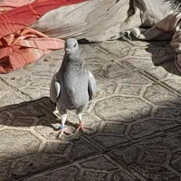 کفتر سبز کلاغ و نارپشت دم سیاه