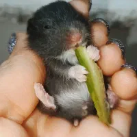 توله همستر 21 روزه